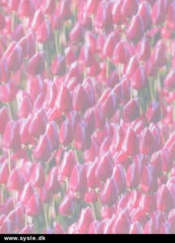 A4 Vellum, Tulipaner - Pink - 1 ark.