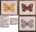 Klik her for at se flere billeder og f mere information om varen:  Hv 16-78-61 Mønster: Brodere 3 ophæng med sommerfugle *org*